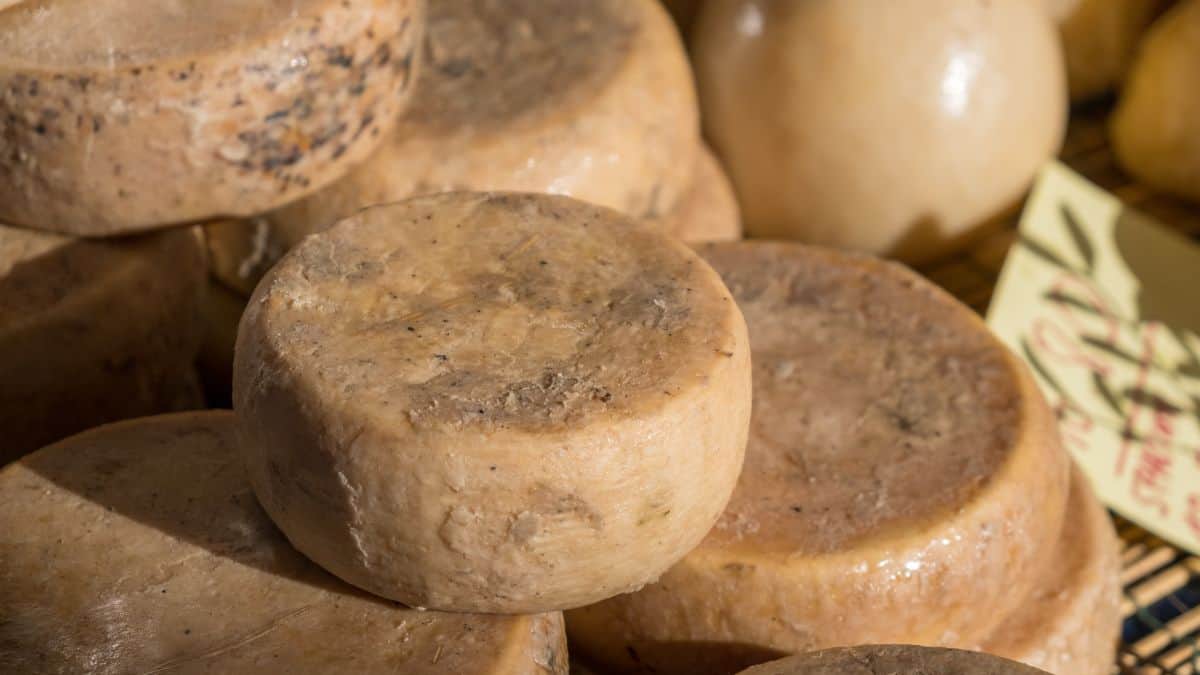 Fromage Casu Marzu.
