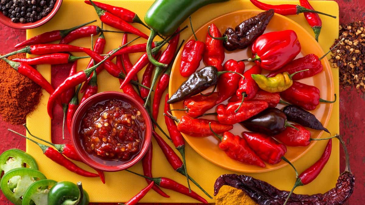 Un petit bol de sambal oelek entouré de nombreux piments.
